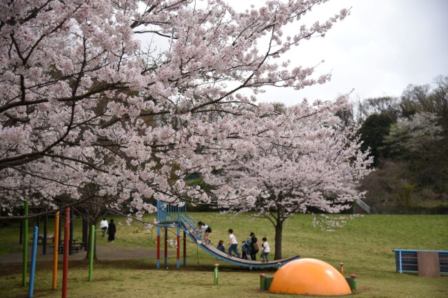 岩田山公園のサクラの写真