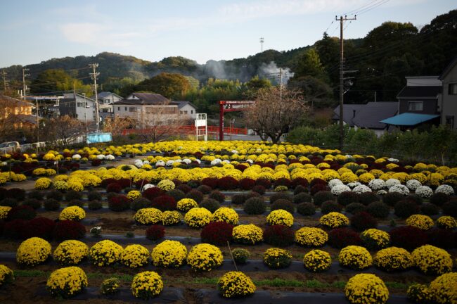 飯山花の里のザルギク