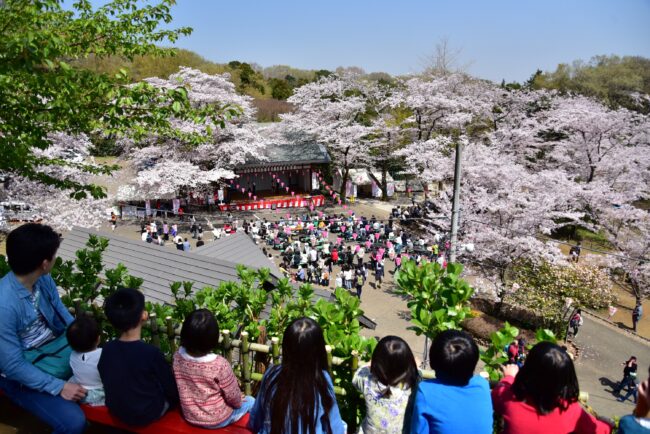 あつぎ飯山桜まつりの写真