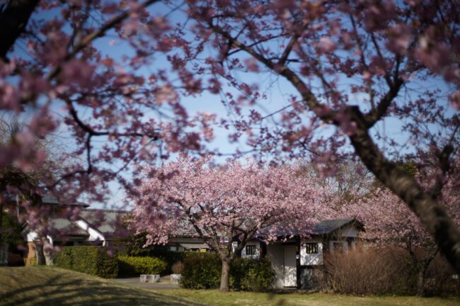 山中陣屋跡史跡公園のカワヅザクラの写真