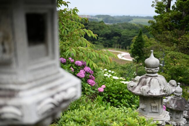 飯山観音長谷寺のアジサイの写真