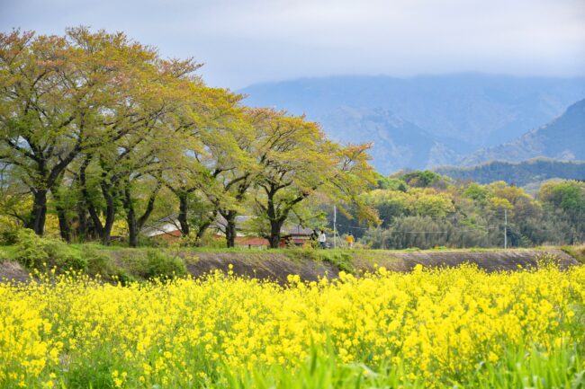 小鮎川の菜の花