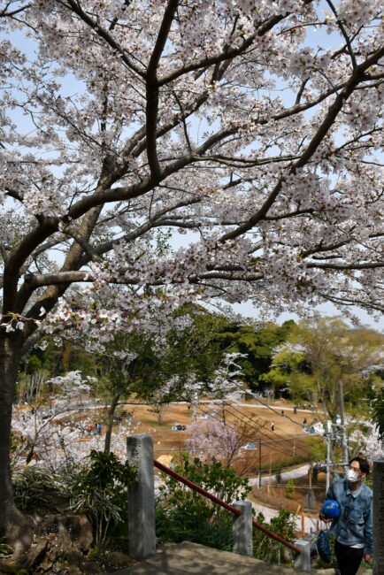 飯山桜の広場