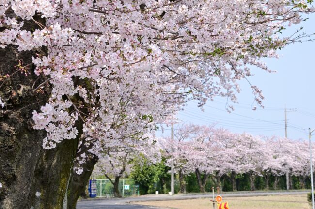 下川入桜並木の写真
