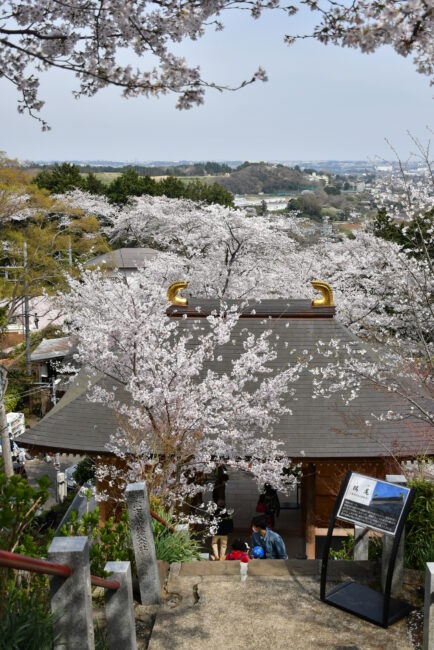 長谷寺のサクラの写真