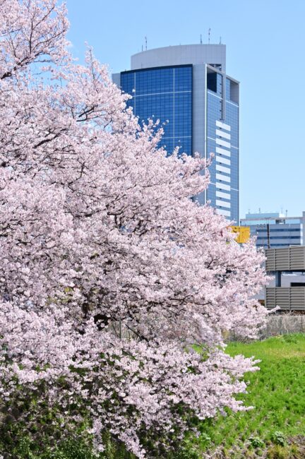 船子・恩曽川のサクラの写真