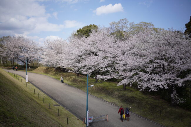 ぼうさいの丘公園のサクラの写真