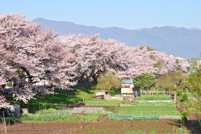 相模川三川合流点周辺の桜の写真