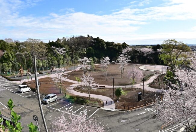 飯山白山森林公園桜の広場のサクラの写真