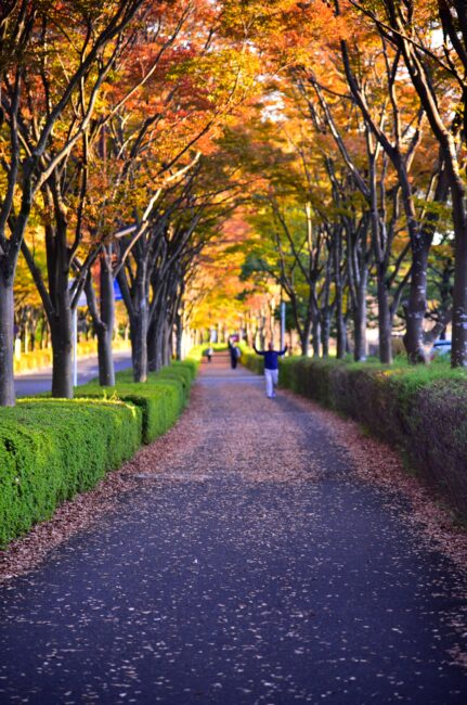 森の里のまちなみの写真