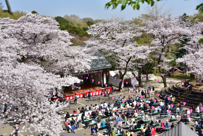 あつぎ飯山桜まつりの写真