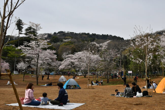 飯山桜の広場