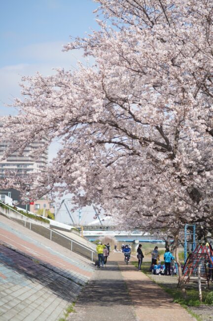 相模川沿いの桜