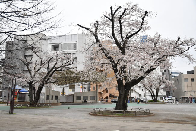 厚木公園の桜