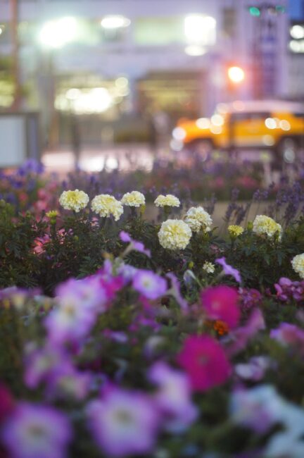 厚木中央公園の花壇