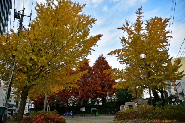 若宮公園の紅葉