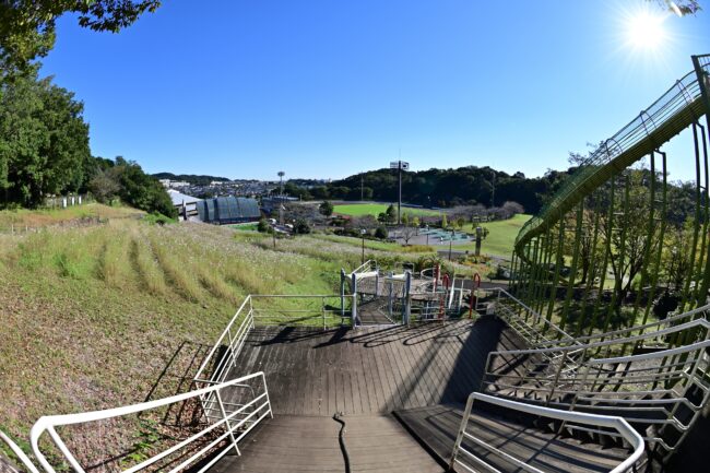 県立七沢森林公園のおおやま広場の新緑の写真