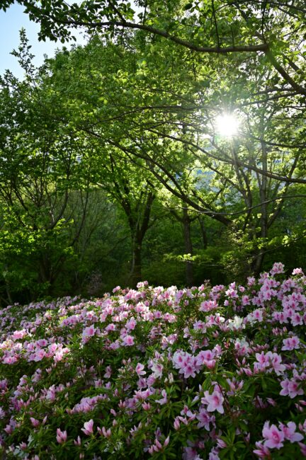 あつぎつつじの丘公園のツツジの写真