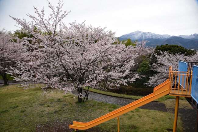 岩田山公園から見た雪の大山と桜