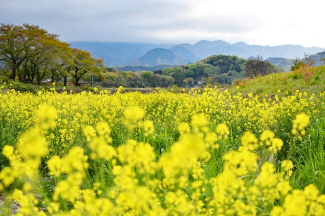 小鮎川の菜の花