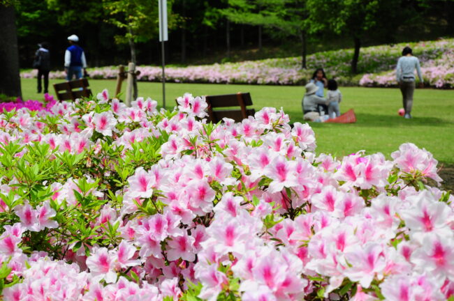 あつぎつつじの丘公園のツツジ