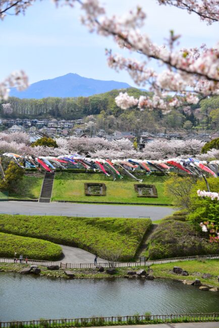 若宮公園の桜とこいのぼり