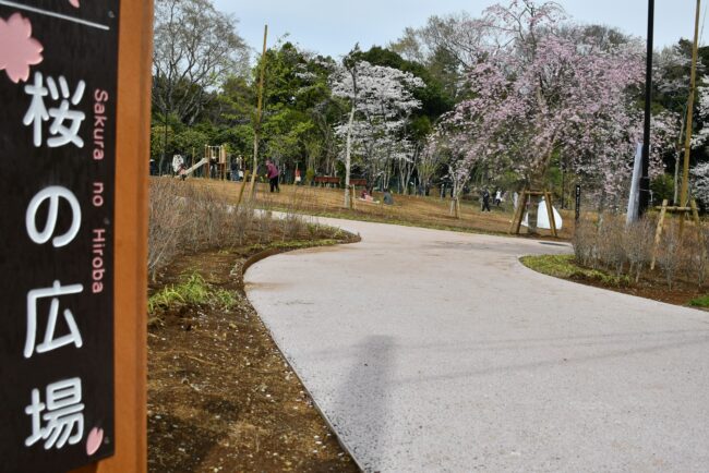 飯山桜の広場