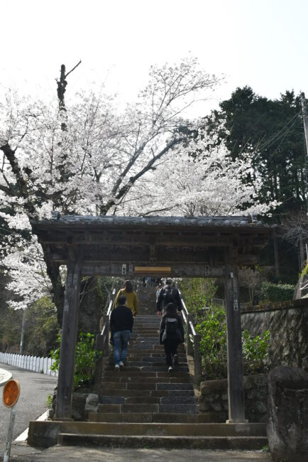 長谷寺のサクラの写真