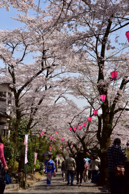 あつぎ飯山桜まつりの写真