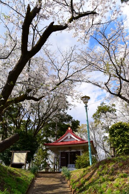 小町神社のサクラの写真