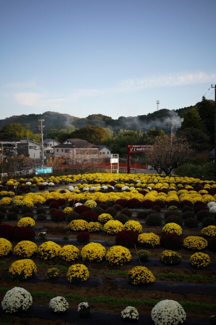 飯山花の里のザルギク