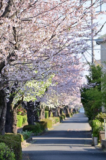 上落合の桜並木の写真