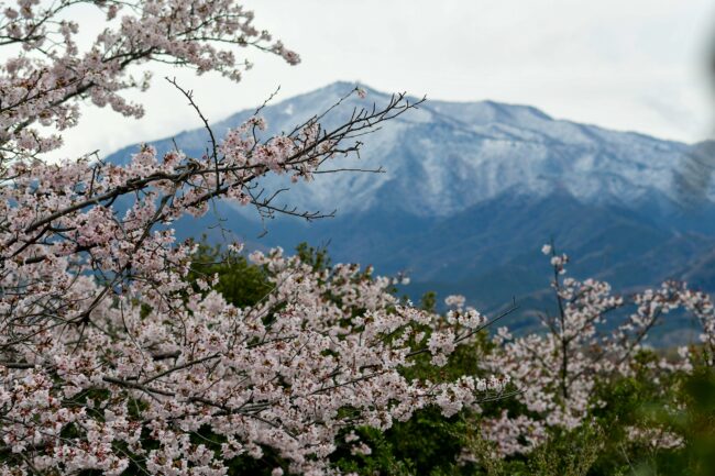 岩田山公園から見た雪の大山と桜