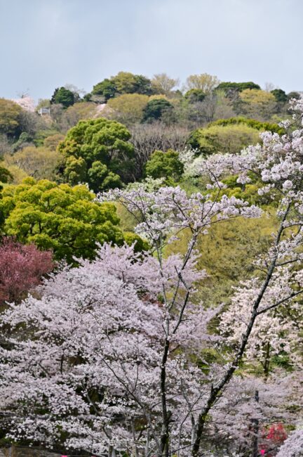 飯山白山森林公園桜の広場周辺のサクラの写真