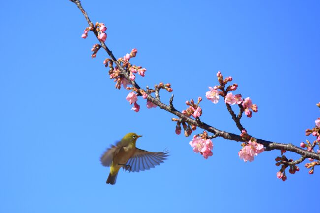 若宮公園のウメの写真