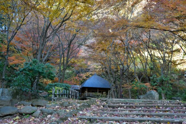 七沢森林公園