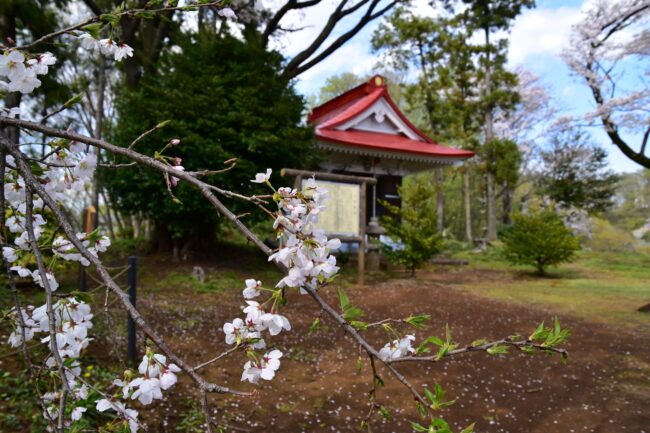 小町神社のサクラの写真