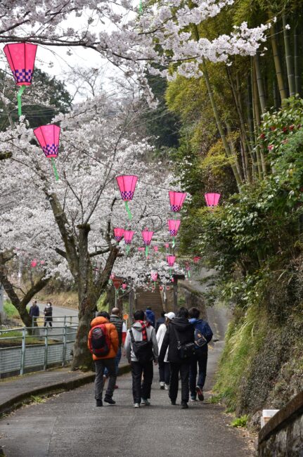 桜の写真