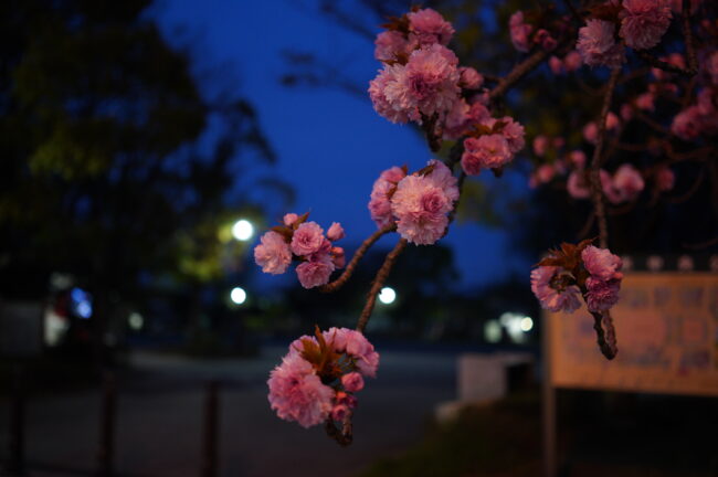 厚木中央公園の八重桜