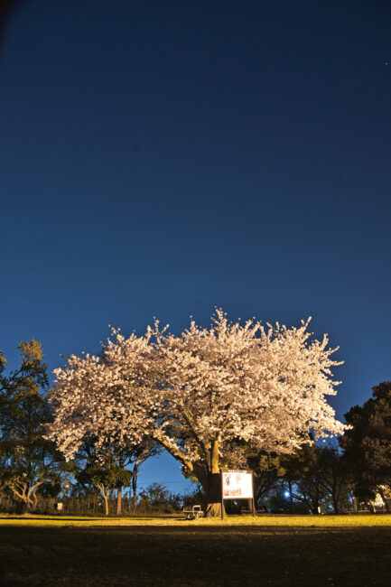 ぼうさいの丘公園のサクラ