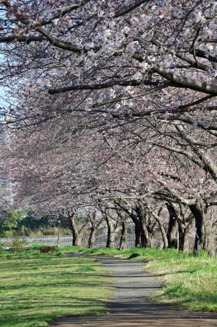 相模川三川合流点のサクラの写真