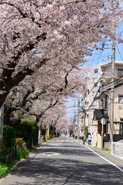 妻田東の桜並木のサクラの写真