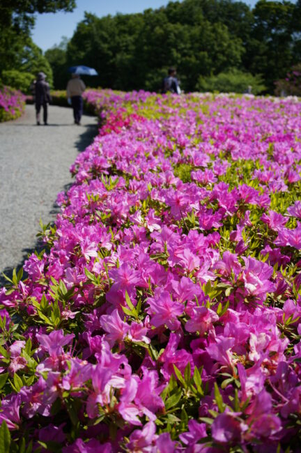 あつぎつつじの丘公園のツツジ