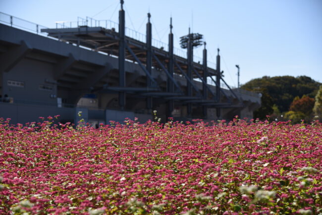 荻野運動公園