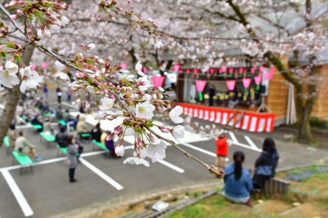 あつぎ飯山桜まつりの写真