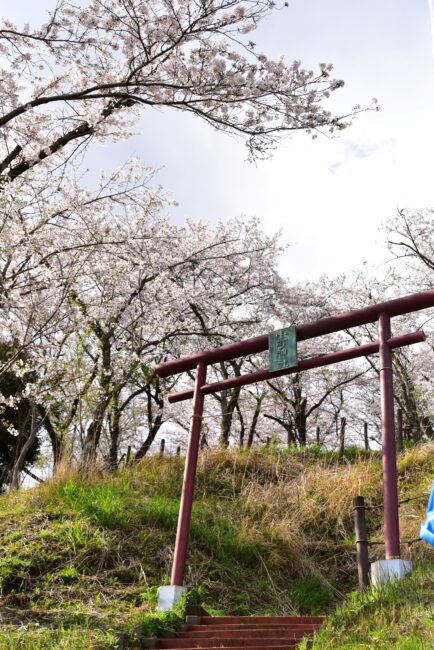 小町神社のサクラの写真