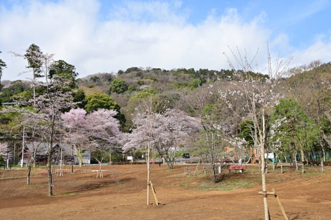 飯山白山森林公園桜の広場のサクラの写真