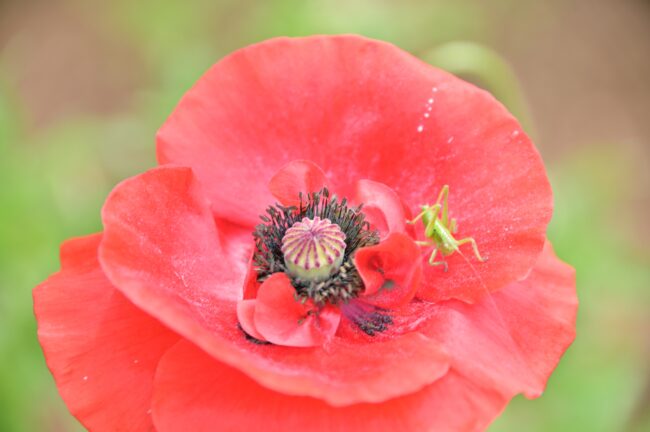 飯山花の里のポピーの写真