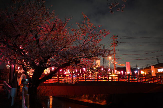 飯山桜の広場のライトアップ