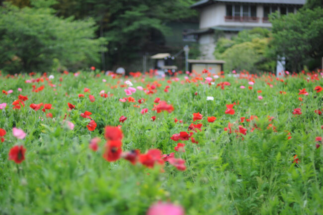 飯山花の里のポピー